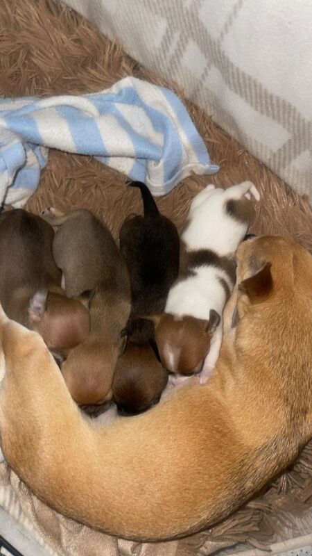 Beautiful chihuahua puppies - Image 4 of 6