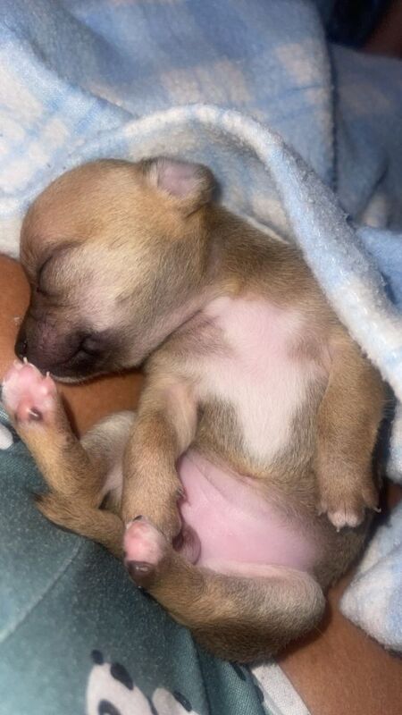 Beautiful chihuahua puppies - Image 5 of 6
