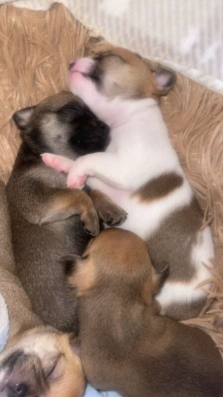 Beautiful chihuahua puppies - Image 6 of 6
