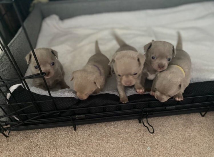 Beautiful Chihuahua Puppies 3Girls 2Boys for sale in Farnworth, Greater Manchester
