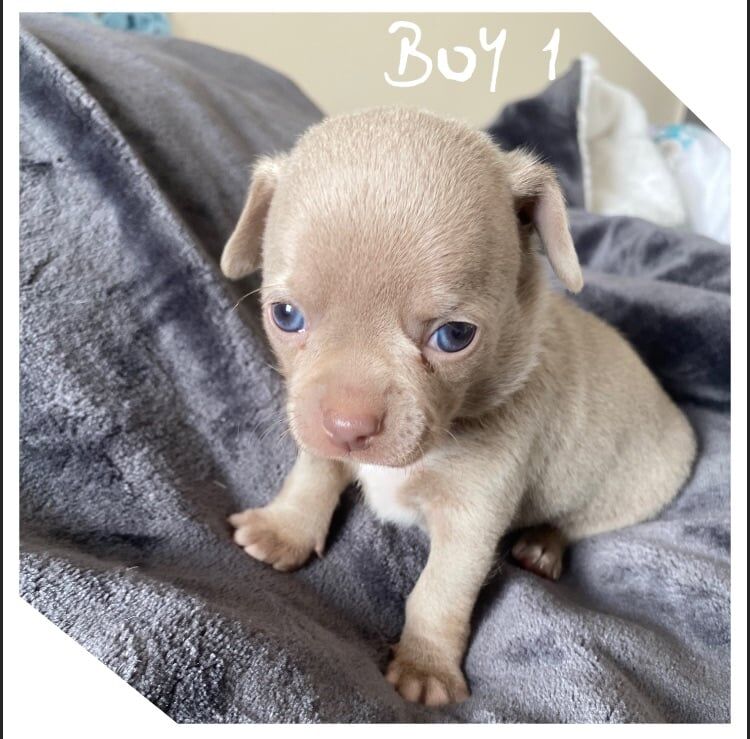 Beautiful Chihuahua Puppies 3Girls 2Boys for sale in Farnworth, Greater Manchester | Image 2
