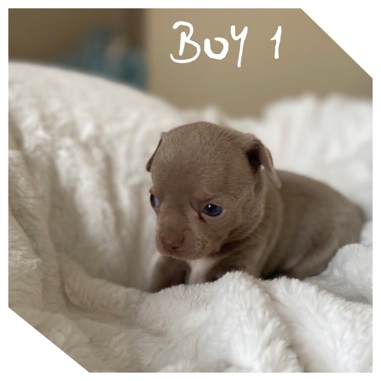 Beautiful Chihuahua Puppies 3Girls 2Boys for sale in Farnworth, Greater Manchester | Image 3