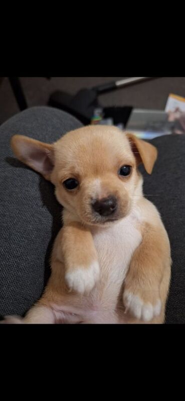 Chihuahua puppies for sale in London, City of London, Greater London – 10 months old