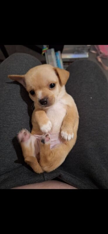 Chihuahua puppies for sale in London, City of London, Greater London – 10 months old - Image 2 of 3