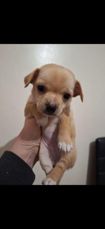 Chihuahua puppies for sale in London, City of London, Greater London – 10 months old - Image 3 of 3