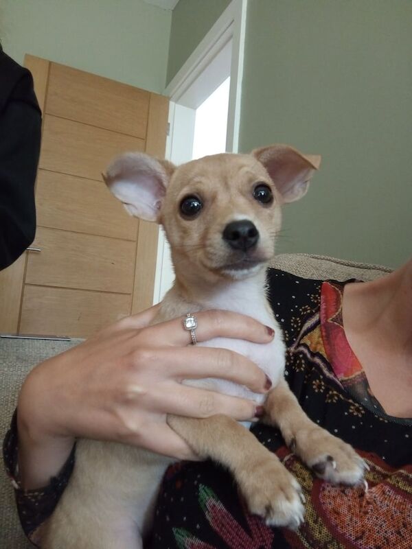 Chihuahua puppies for sale in Wolverhampton, West Midlands – 11 weeks old