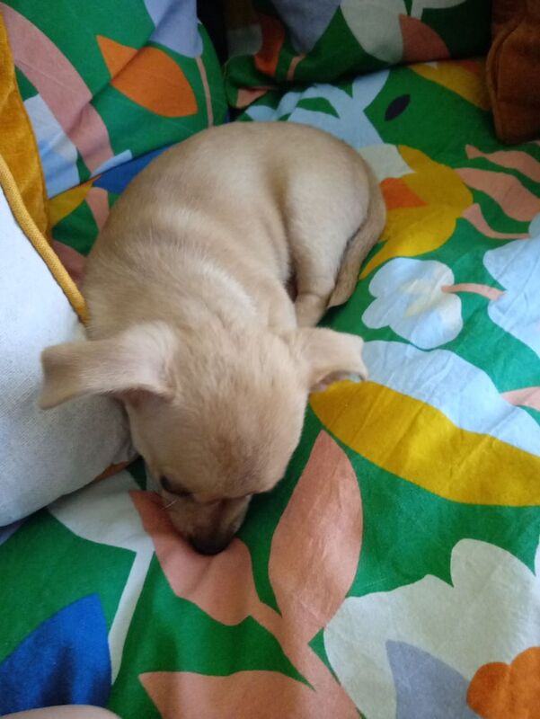 Chihuahua puppies for sale in Wolverhampton, West Midlands – 11 weeks old - Image 2 of 3