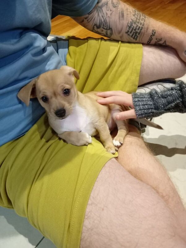 Chihuahua puppies for sale in Wolverhampton, West Midlands – 11 weeks old - Image 3 of 3