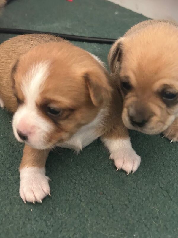 Beautiful Chihuahua X Puppies for sale in Robertsbridge, East Sussex
