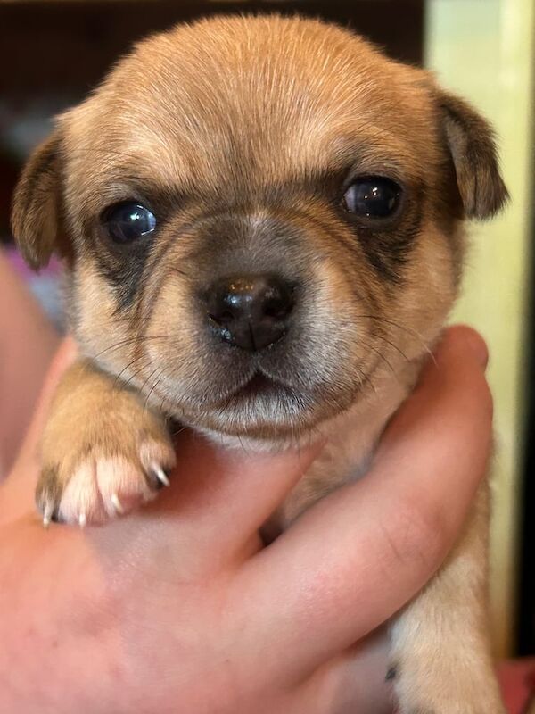 Chihuahua puppies for sale in Robertsbridge, East Sussex – 8 months old - Image 2 of 3