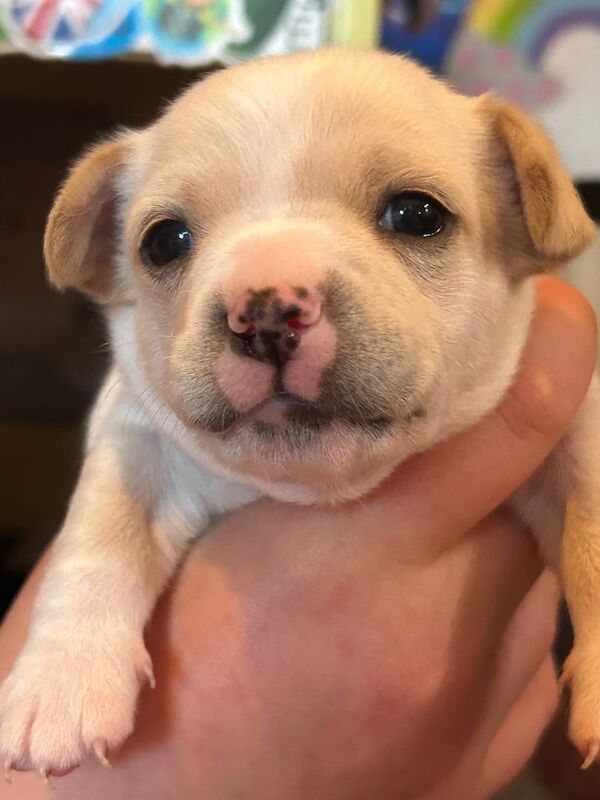 Chihuahua puppies for sale in Robertsbridge, East Sussex – 8 months old - Image 3 of 3