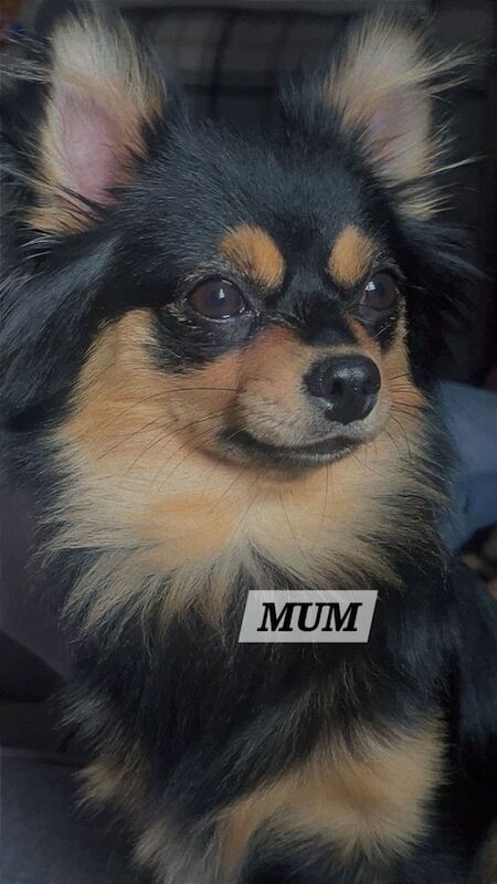 Chihuahua puppies for sale in Swansea / Abertawe, West Glamorgan – 9 weeks old