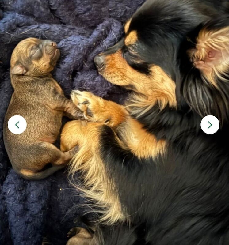 Chihuahua puppies for sale in Swansea / Abertawe, West Glamorgan – 9 weeks old - Image 3 of 3