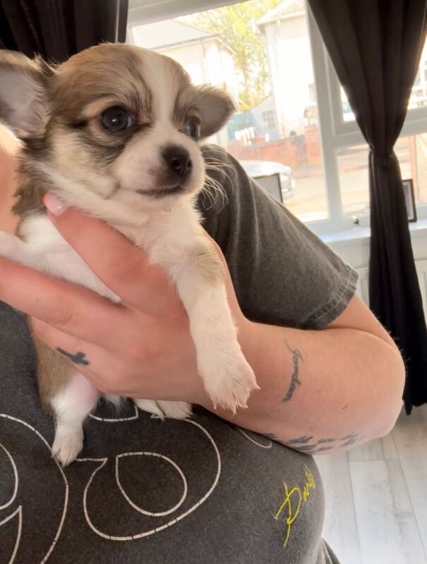 Beautiful chihuahuas