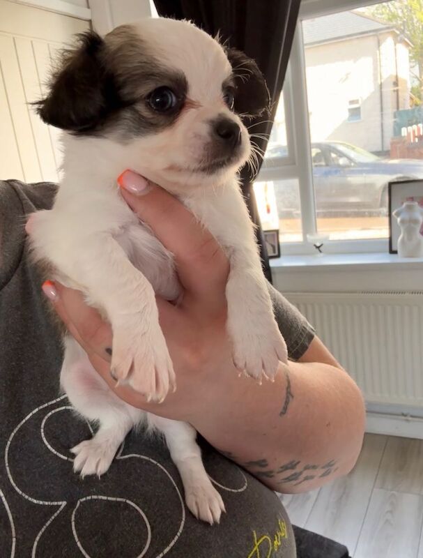 Beautiful chihuahuas - Image 2 of 3