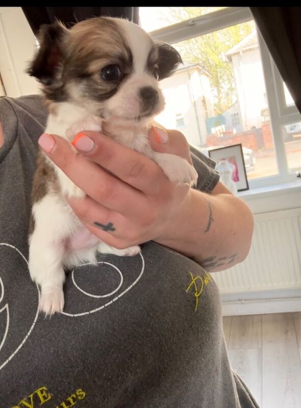 Beautiful chihuahuas - Image 3 of 3