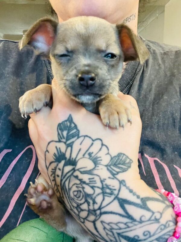 Beautiful chihuahuas