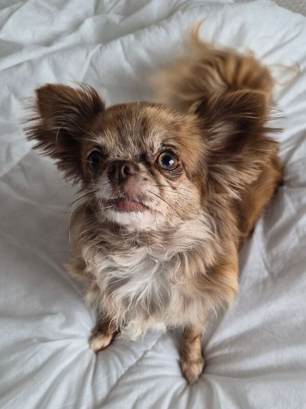 Chihuahua puppies for sale in Bourne, Lincolnshire – 3 years old