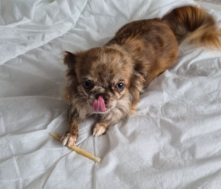 Chihuahua puppies for sale in Bourne, Lincolnshire – 3 years old - Image 2 of 3