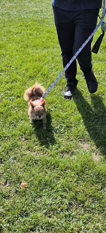 Chihuahua puppies for sale in Bourne, Lincolnshire – 3 years old - Image 3 of 3