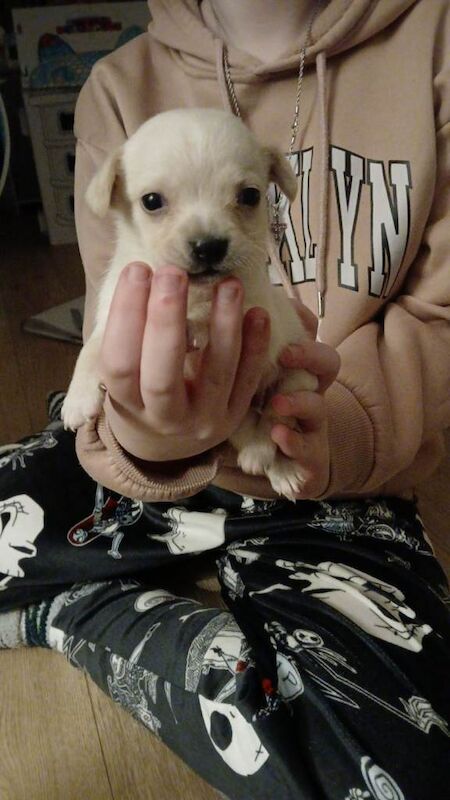 Chihuahua puppies for sale in New Tredegar, Gwent – 8 weeks old