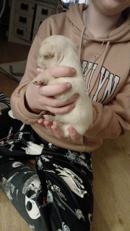 Chihuahua puppies for sale in New Tredegar, Gwent – 7 weeks old - Image 2 of 6