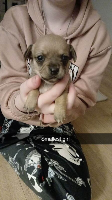 Chihuahua puppies for sale in New Tredegar, Gwent – 7 weeks old - Image 3 of 6