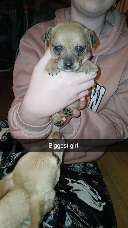 Chihuahua puppies for sale in New Tredegar, Gwent – 7 weeks old - Image 4 of 6