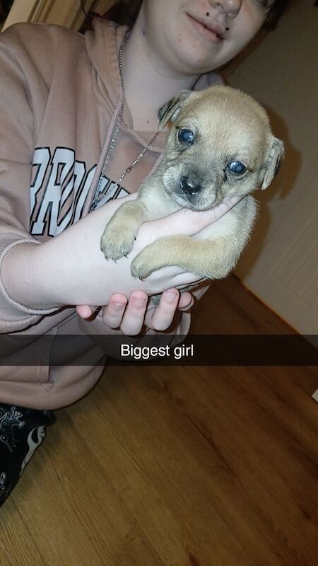 Chihuahua puppies for sale in New Tredegar, Gwent – 7 weeks old - Image 5 of 6