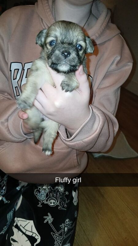 Chihuahua puppies for sale in New Tredegar, Gwent – 7 weeks old - Image 6 of 6
