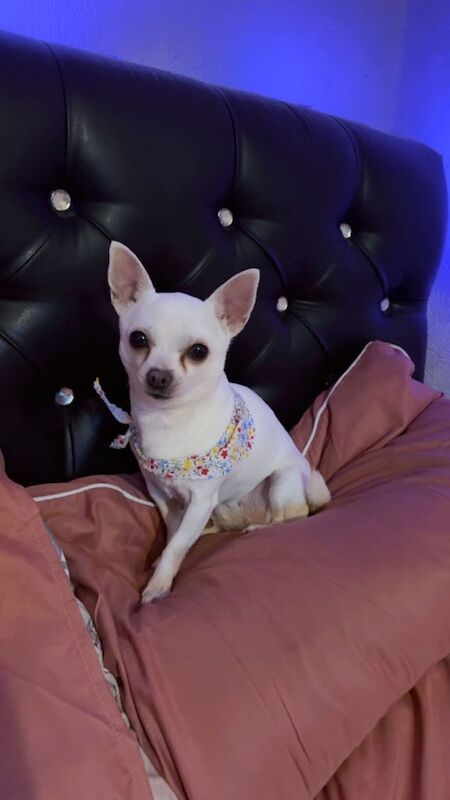 Chihuahua puppies for sale in Birmingham, West Midlands – 6 years old