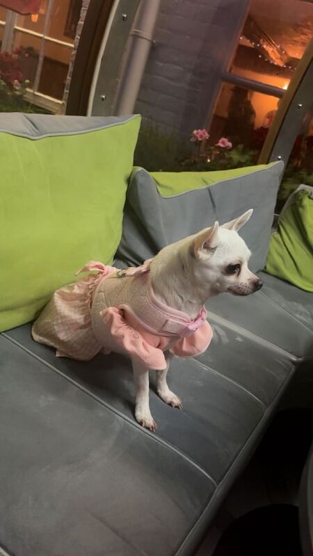 Chihuahua puppies for sale in Birmingham, West Midlands – 6 years old - Image 2 of 5