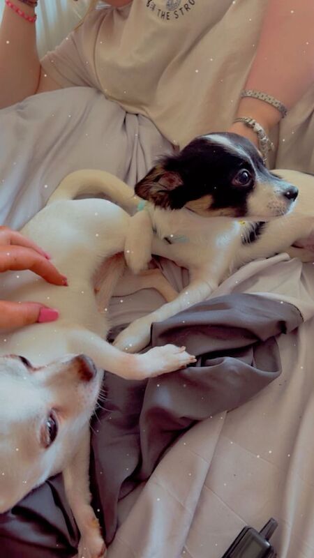 Chihuahua puppies for sale in Birmingham, West Midlands – 6 years old - Image 4 of 5