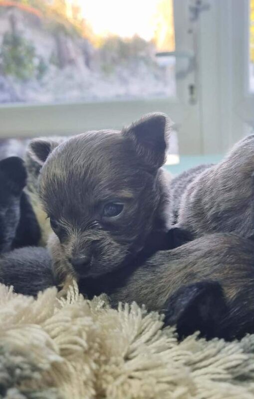 Chihuahua puppies for sale in Rumney / Rhymni, South Glamorgan – 7 weeks old