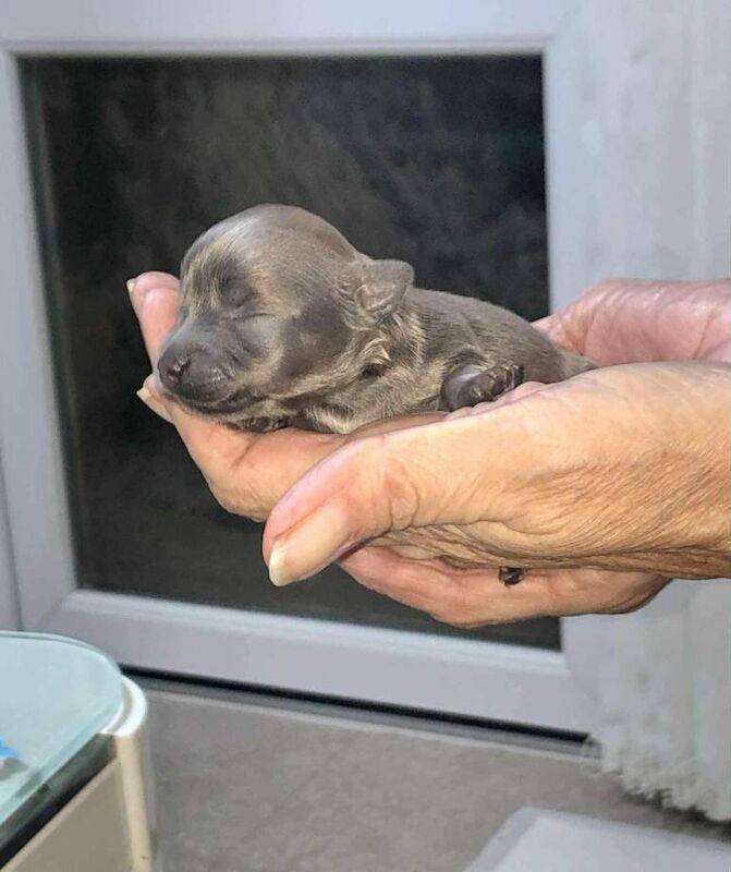 Beautiful little chihuahuas - Image 2 of 4