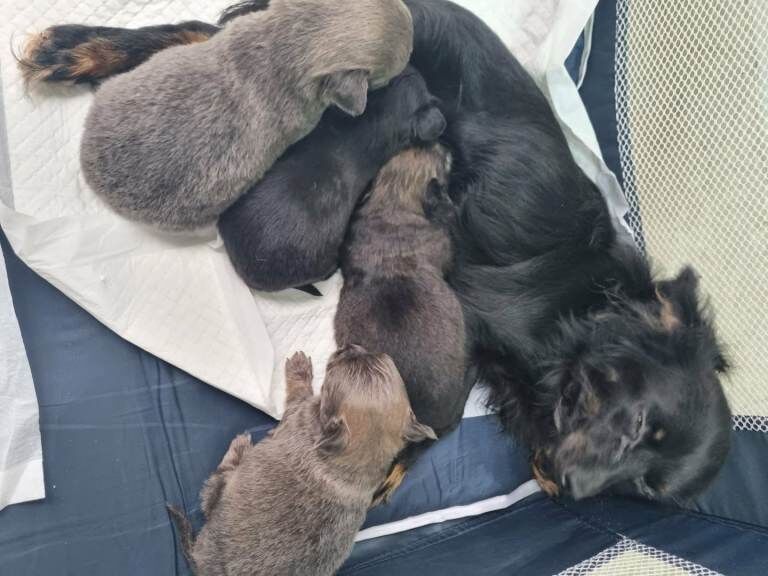 Beautiful little chihuahuas - Image 3 of 4