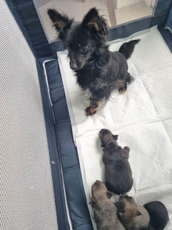 Beautiful little chihuahuas - Image 4 of 4