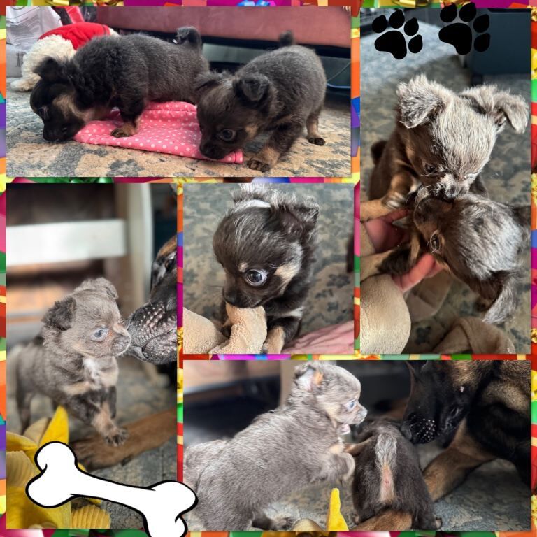 Chihuahua puppies for sale in Canterbury, Kent – KC registered, 11 weeks old