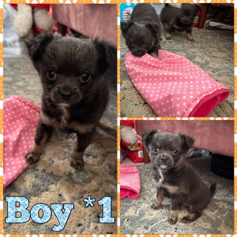 Chihuahua puppies for sale in Canterbury, Kent – KC registered, 8 weeks old - Image 3 of 4