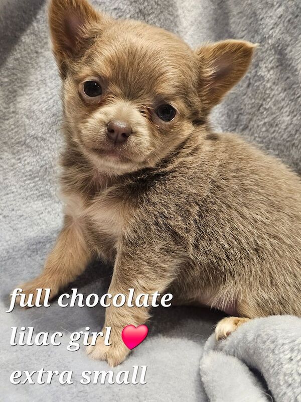 Beautiful Long Hair Merle Chihuahua Puppies for sale in Caerphilly / Caerffili, Gwent
