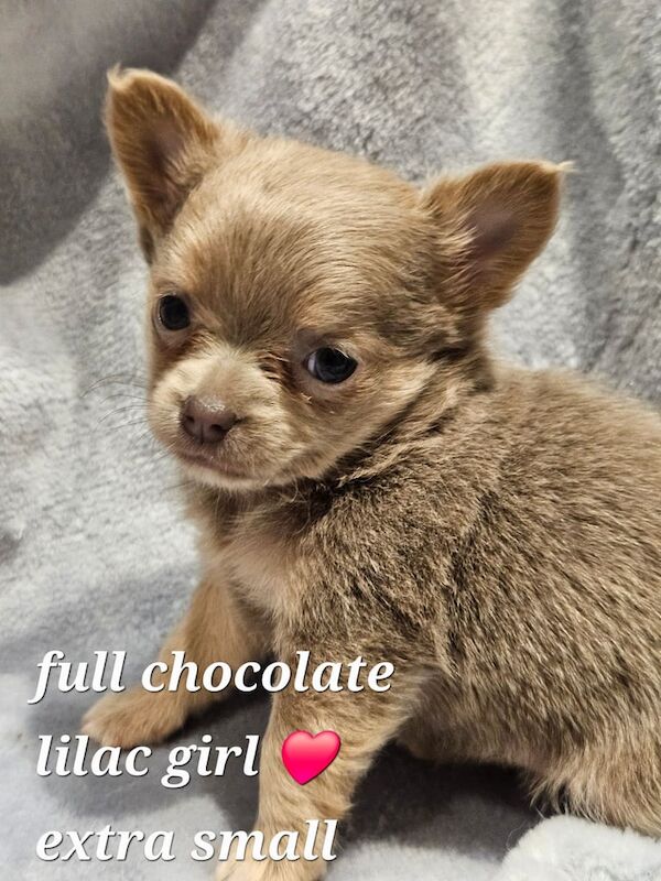 Beautiful Long Hair Merle Chihuahua Puppies for sale in Caerphilly / Caerffili, Gwent | Image 2