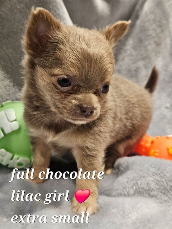 Beautiful Long Hair Merle Chihuahua Puppies for sale in Caerphilly / Caerffili, Gwent | Image 3