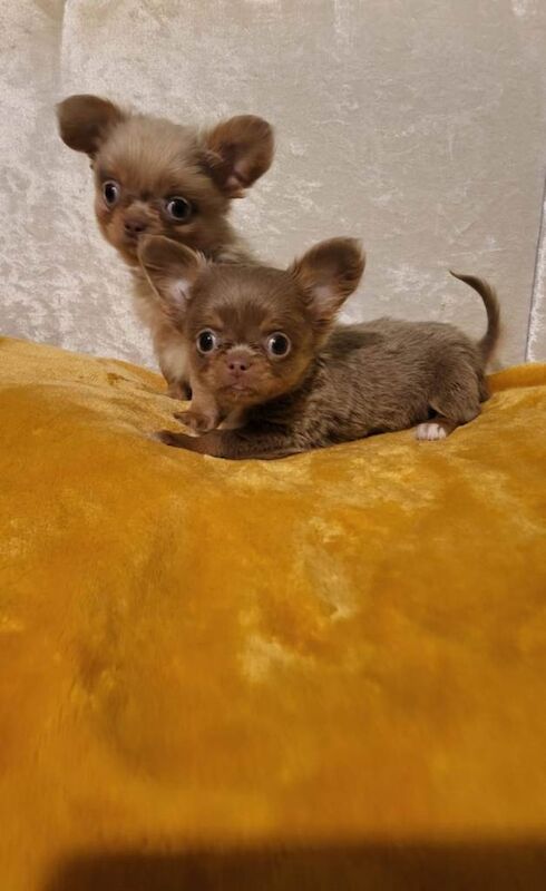 Kennel Club Registered Chihuahua Puppies For Sale