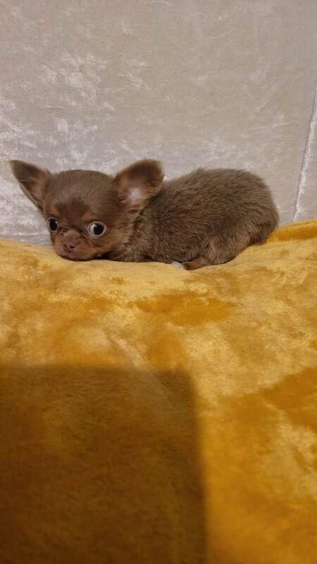 Chihuahua puppies for sale in Bradwell, Norfolk – KC registered, 3 months old - Image 3 of 3
