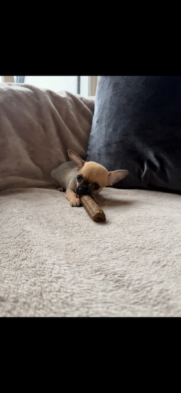 Chihuahua Puppies For Sale