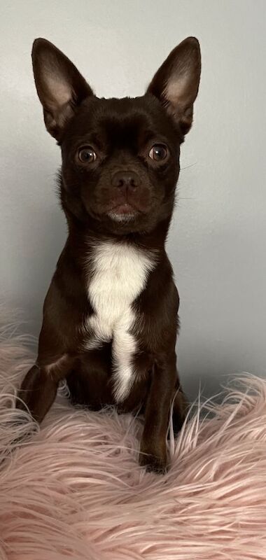 Beautiful Blue and Black Chihuahua Pups for Sale in Dudley, West Midlands | Image 2