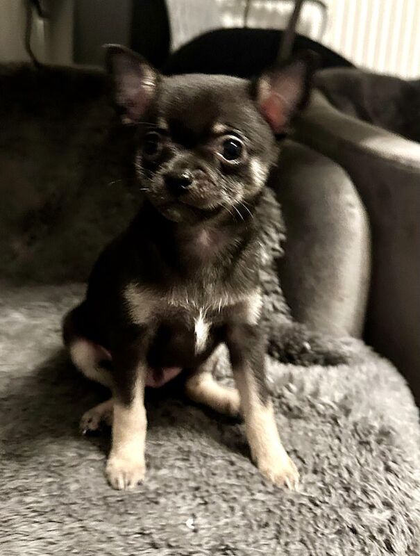 Beautiful Blue and Black Chihuahua Pups for Sale in Dudley, West Midlands | Image 3