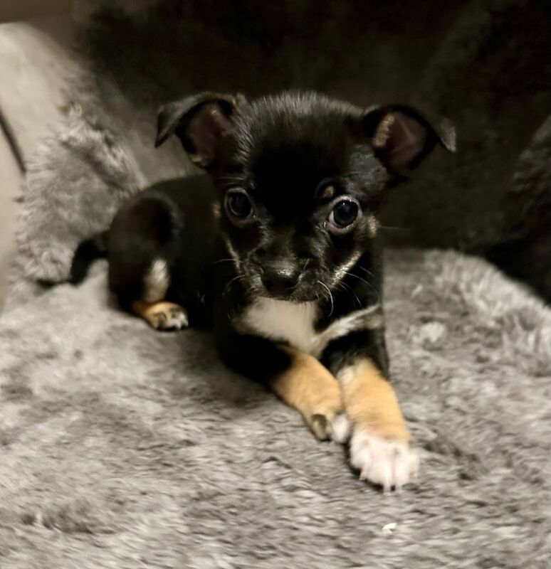 Beautiful Blue and Black Chihuahua Pups for Sale in Dudley, West Midlands | Image 4