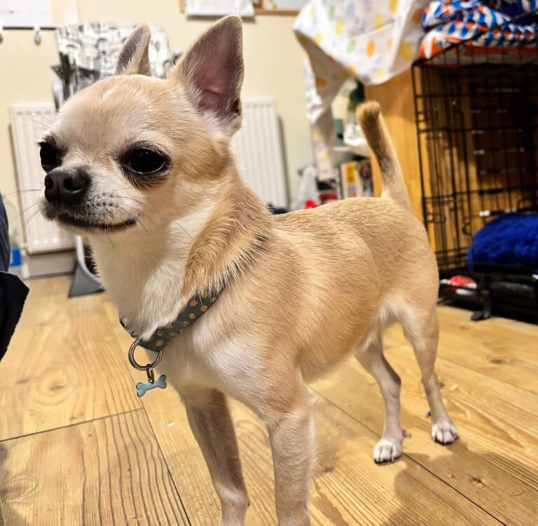 Beautiful miniature Boy Chihuahua for sale in Ellesmere Port, Cheshire