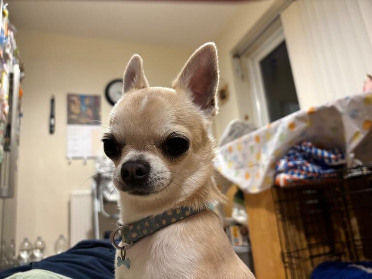 Beautiful miniature Boy Chihuahua for sale in Ellesmere Port, Cheshire | Image 2